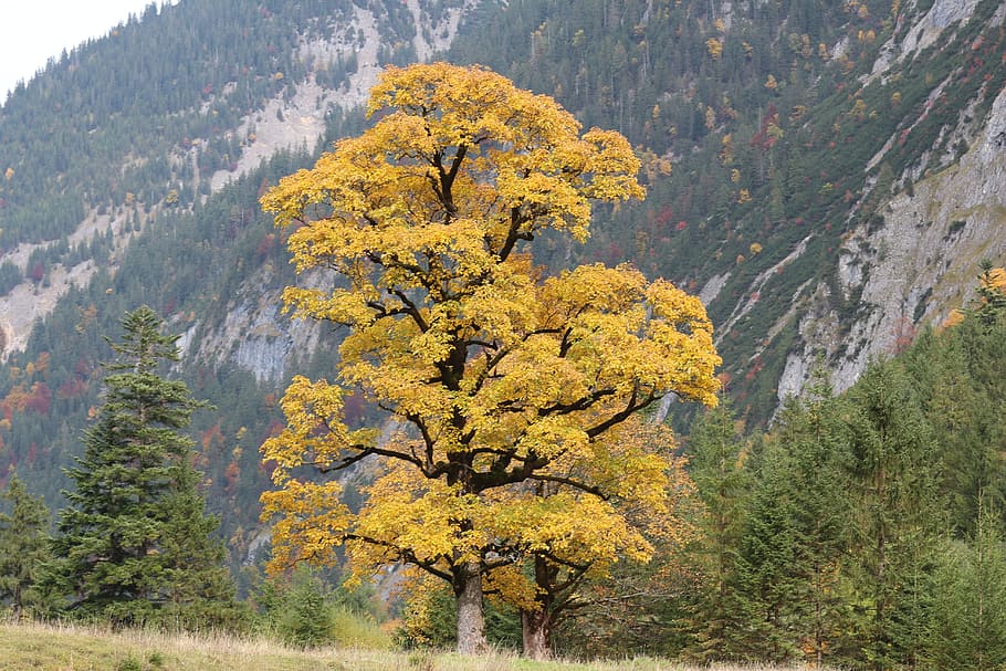 tree, deciduous tree, nature, autumn, yellow, autumn mood, fall color HD wallpaper