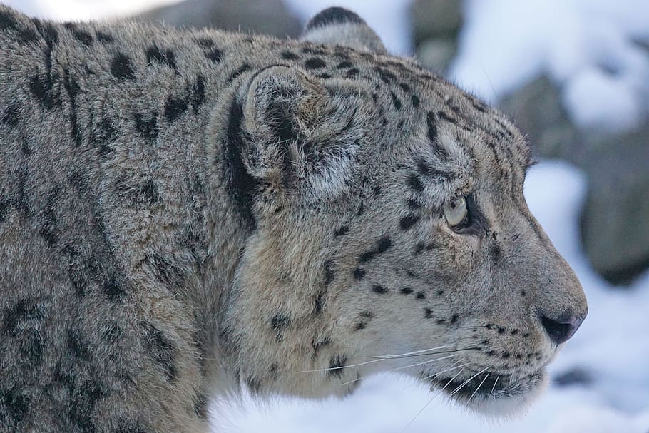 wild photography of Jaguar with snow background, snow leopard HD wallpaper