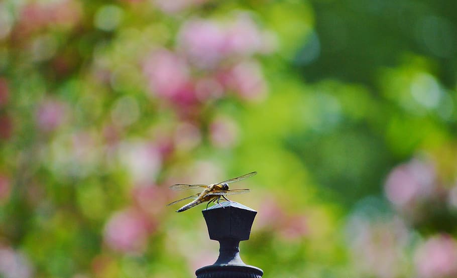 dragonfly, insect, wing, flight insect, nature, animal, garden HD wallpaper