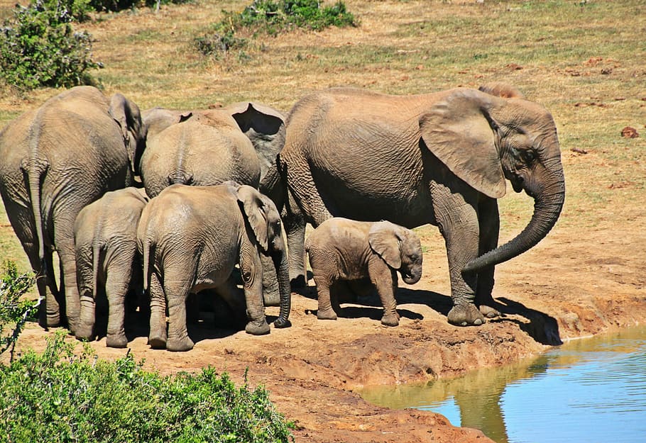 brown elephants, animal, herd of elephants, elephant family, africa, HD wallpaper