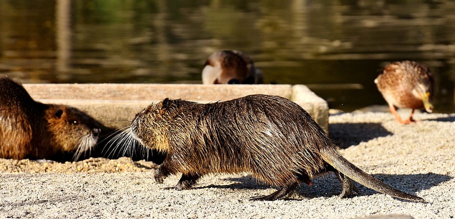 nutria, water rat, splashing, animal world, nature, fur, rodent HD wallpaper