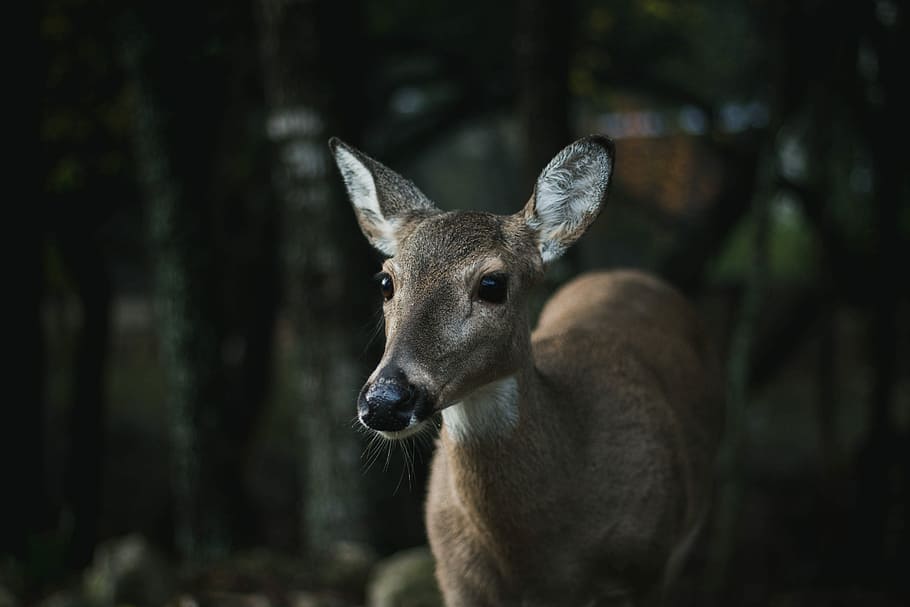 closeup photo of brown deer, selective focus photography of brown deer HD wallpaper