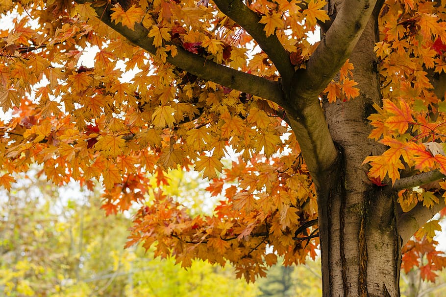 orange maple tree outdoors, leaf, leaves, autumn, green, plants HD wallpaper