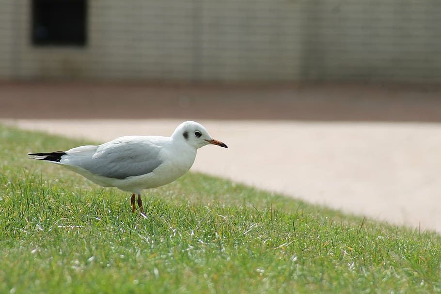 seagull, bird, meadow, rush, animal themes, one animal, animals in the wild HD wallpaper