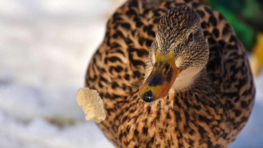 duck, mallard, eat, bread, snow, winter, cold, colorful, water bird HD wallpaper