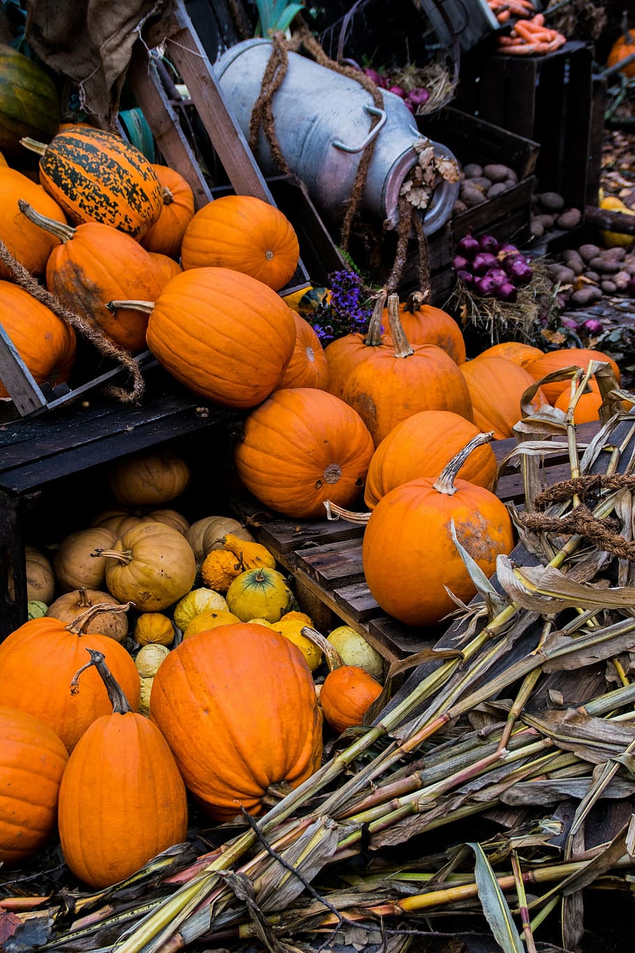 halloween, autumn, pumpkin, vegetable, orange Color, agriculture, HD wallpaper