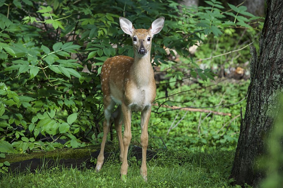 Deer, Wood, Wild, animals in the wild, animal themes, animal wildlife HD wallpaper
