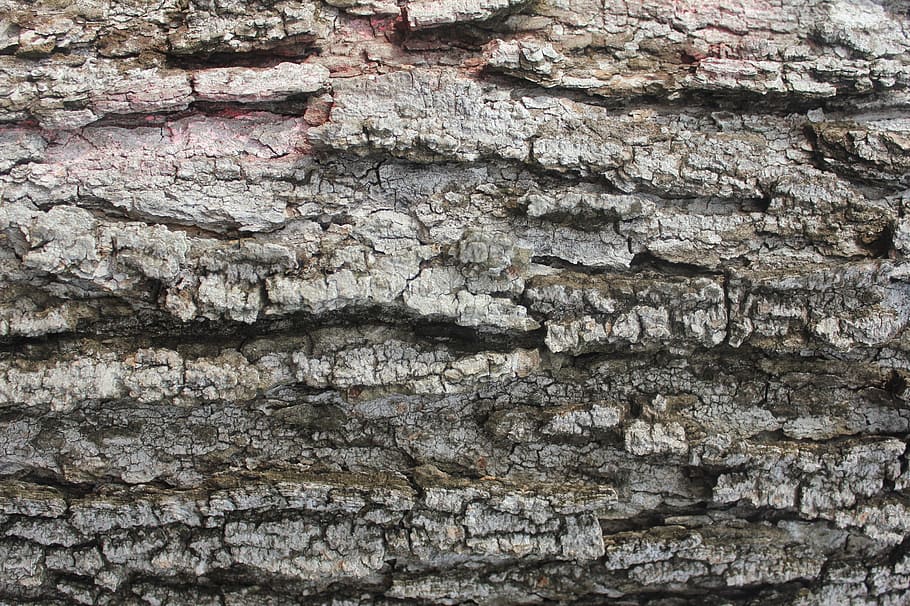 brown wood log, tree, bark, rough, trunk, forest, old, natural HD wallpaper