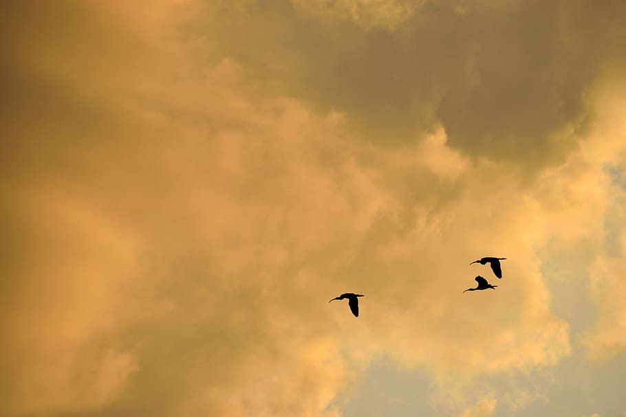 Sunset, Florida, Herons, Flying, sky, herons flying, birds, HD wallpaper