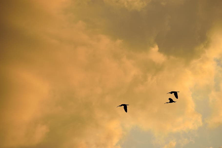 Sunset, Florida, Herons, Flying, sky, herons flying, birds HD wallpaper