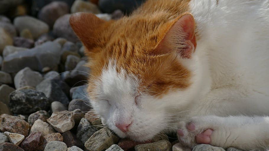 cat, sleep, red cat, pet, rest, kitten, lying, fur, tired, mieze HD wallpaper