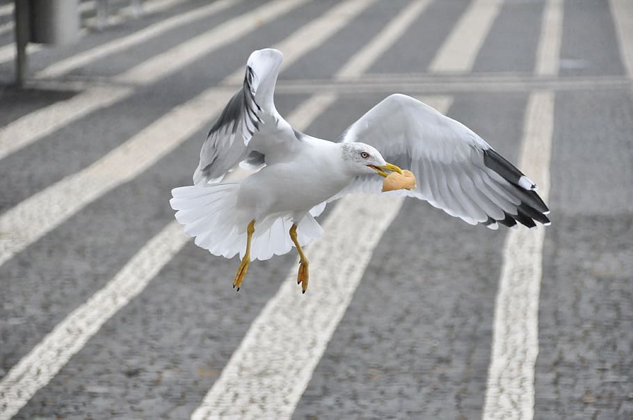white seagull biting bread, sao miguel, azores, bird, animal themes, HD wallpaper