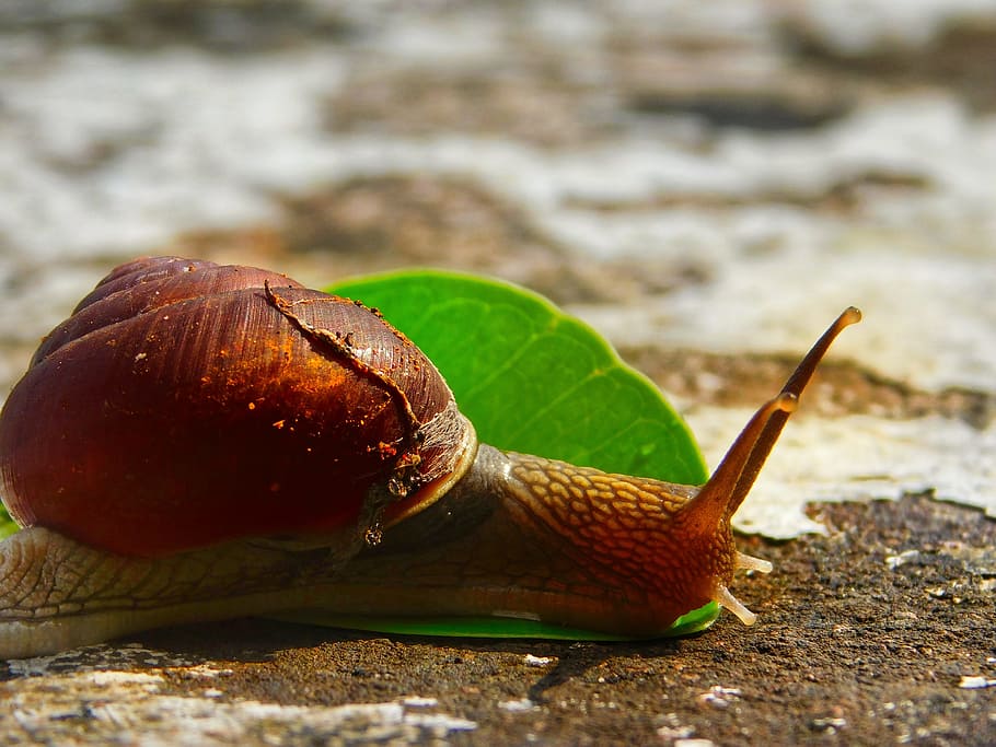 snail, leaf, stone, mollusk, gastropod, close-up, animal wildlife HD wallpaper