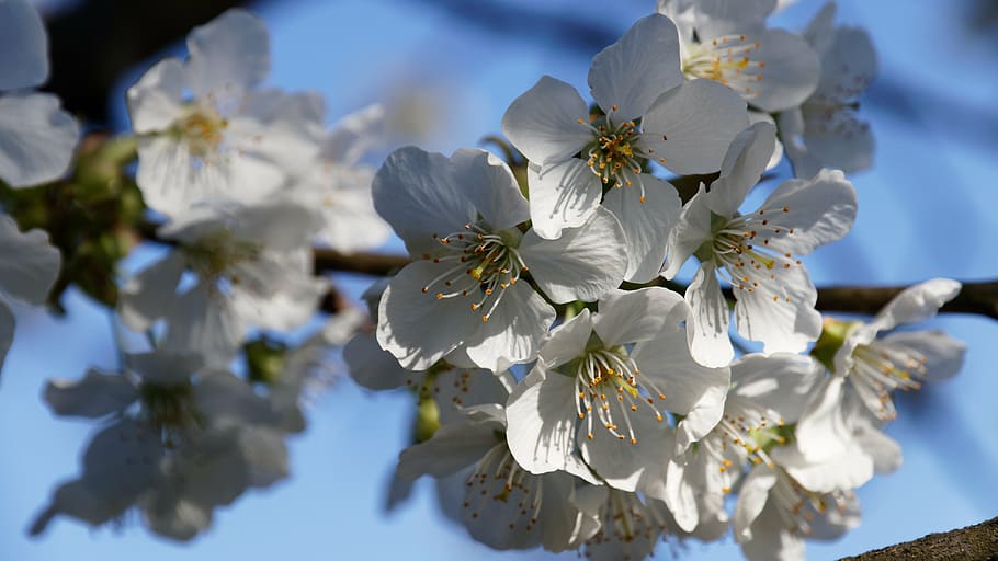 cherry blossom, spring, white, flowers, white splendour, nature HD wallpaper