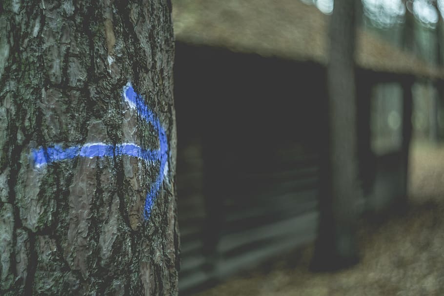 tree, arrow, sign, blur, outdoor, tree trunk, plant, no people HD wallpaper