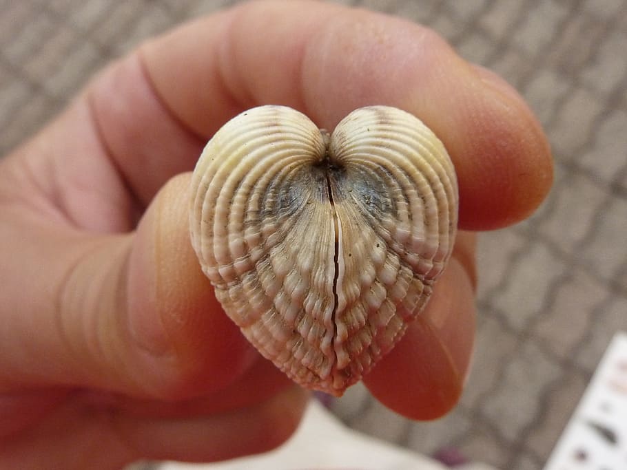 Shell, Bivalve, Adriatic, Sand, summer, beach, human body part HD wallpaper