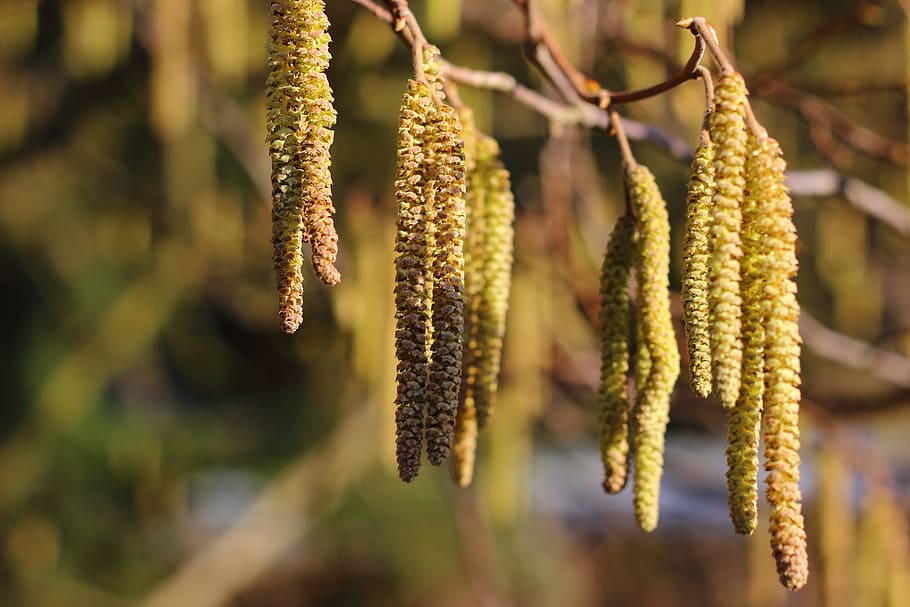 flowers, birch, forest, nature, plant, pussy willow, focus on foreground HD wallpaper