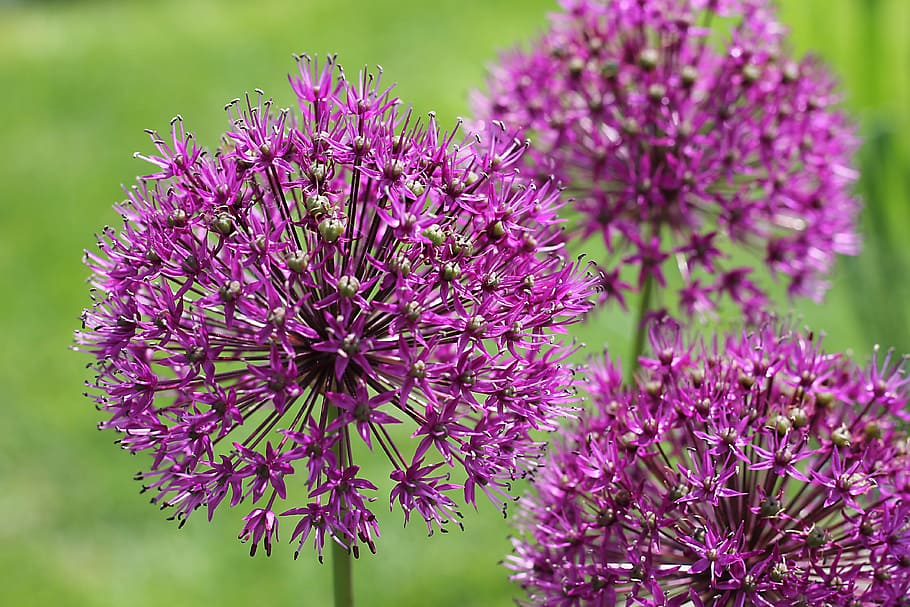 shallow focus photography of purple ixora flower during daytime HD wallpaper