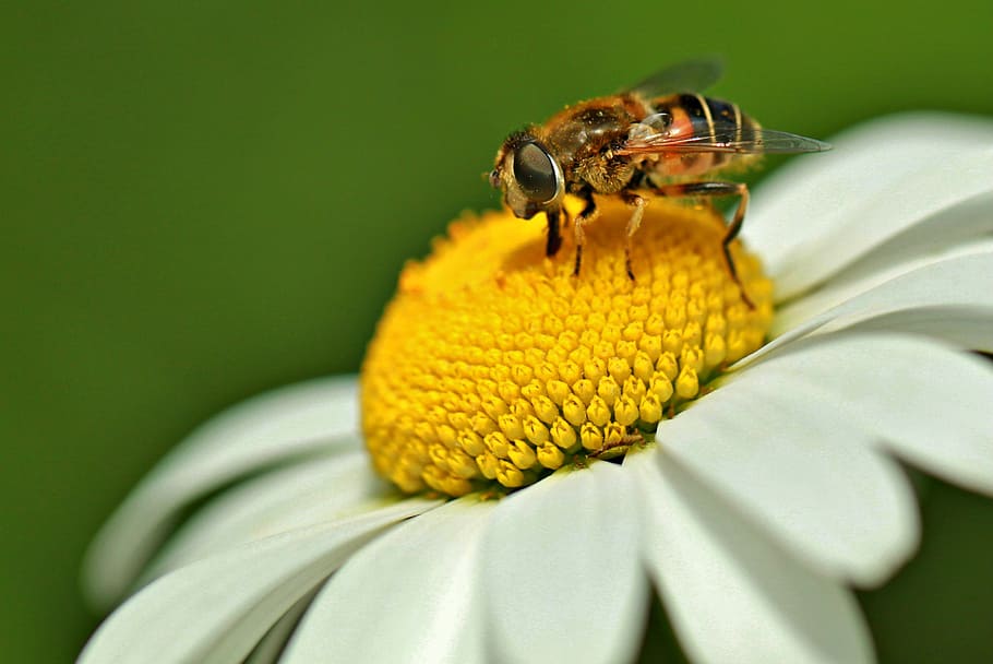 macro photography of bee perched on white petaled flower, insect HD wallpaper