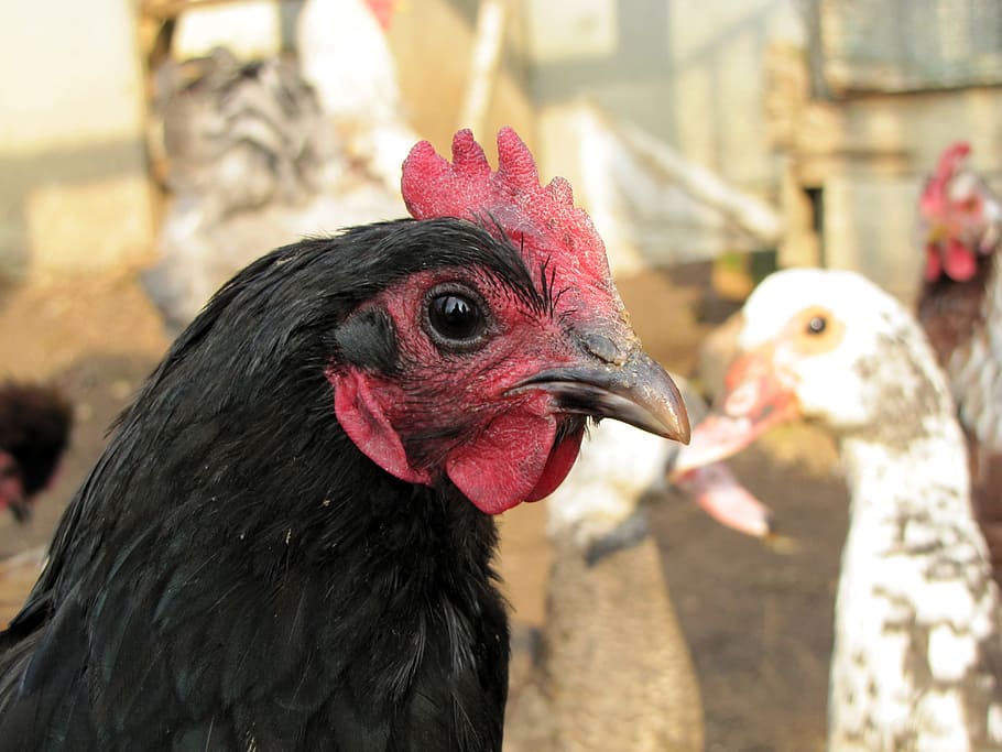 hen, bird, poultry, animal themes, chicken - bird, livestock HD wallpaper