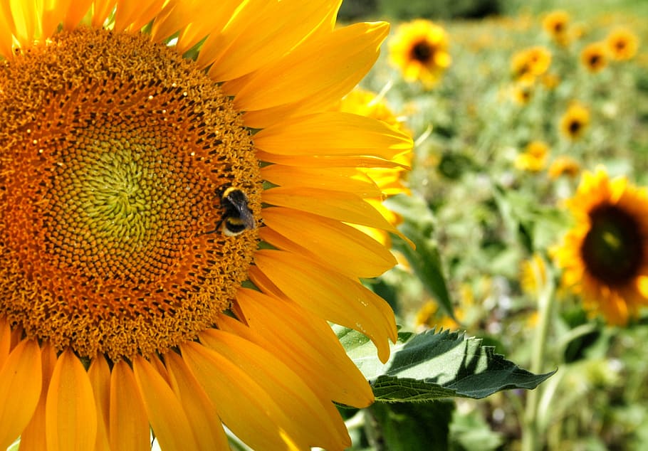 close-up photo of sunflower, close up photo of sunflower at daytime HD wallpaper