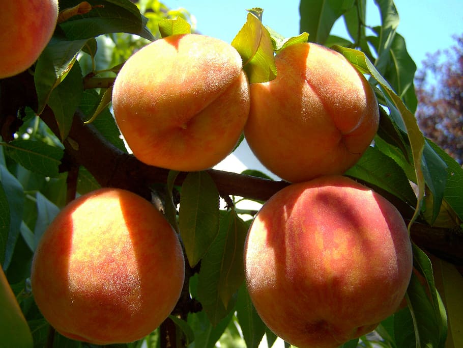 close-up of honey crisp apples, peach, ripe fruit, summer, food and drink HD wallpaper