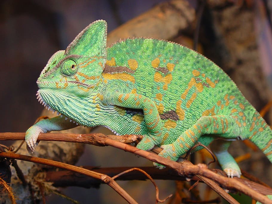 iguana, animals, lizard, animal themes, reptile, green color HD wallpaper