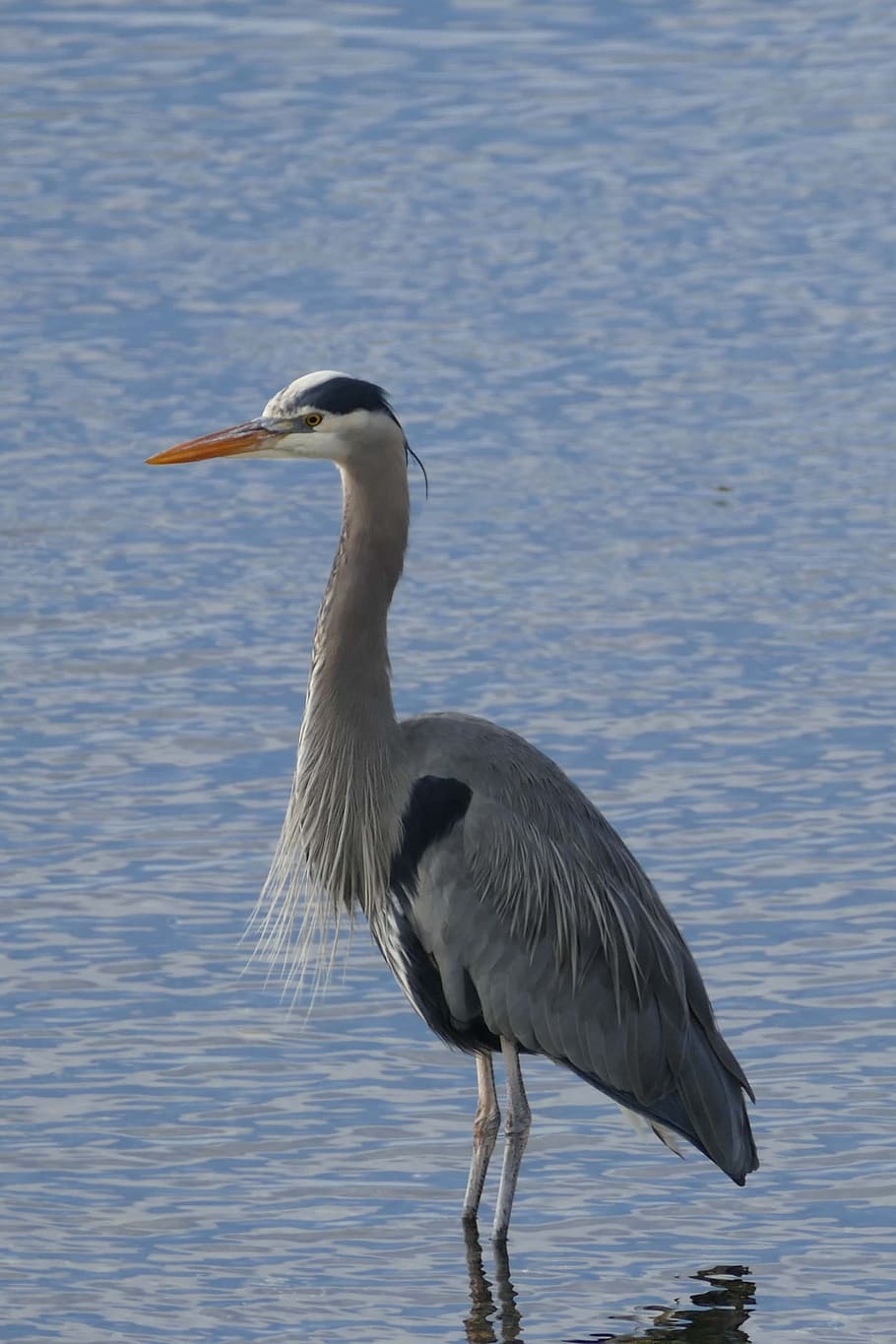 bird, heron, water, wildlife, nature, animal, animals In The Wild HD wallpaper
