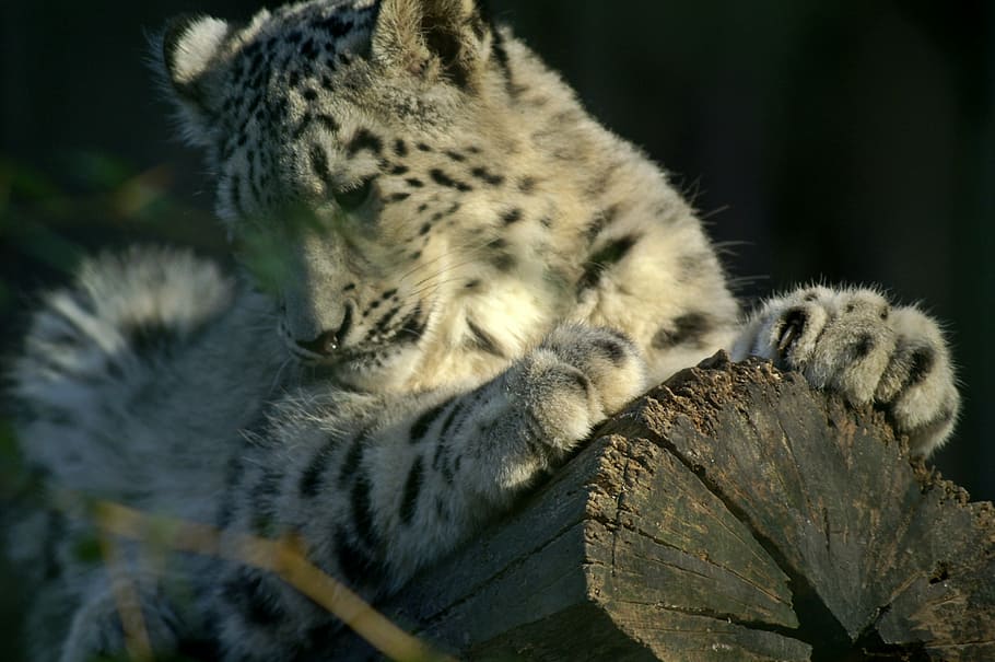 snow leopard, snow leopards, predators, wildcat, threatened HD wallpaper