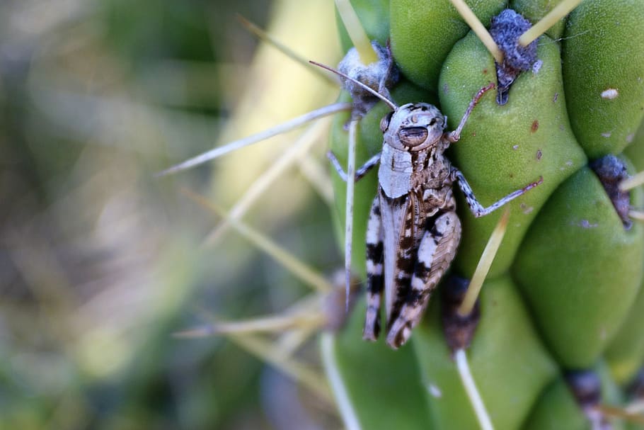 cricket, cactus, insect, animal wildlife, animals in the wild HD wallpaper