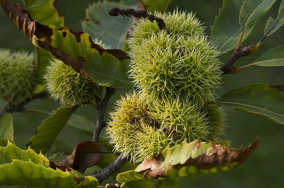 maroni, chestnut, prickly, green, chestnuts, sweet chestnuts HD wallpaper