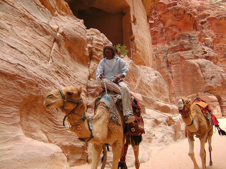man camel back riding during daytime, petra, jordan, domestic animals HD wallpaper