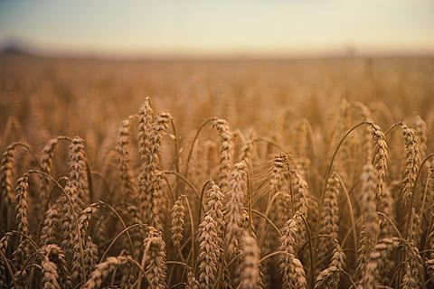 brown wheatfield, close-up photography of wheat field, crop, cereal HD wallpaper