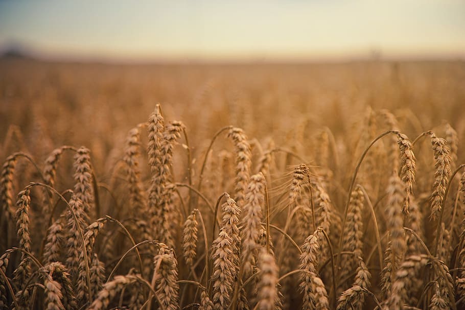 brown wheatfield, close-up photography of wheat field, crop, cereal HD wallpaper