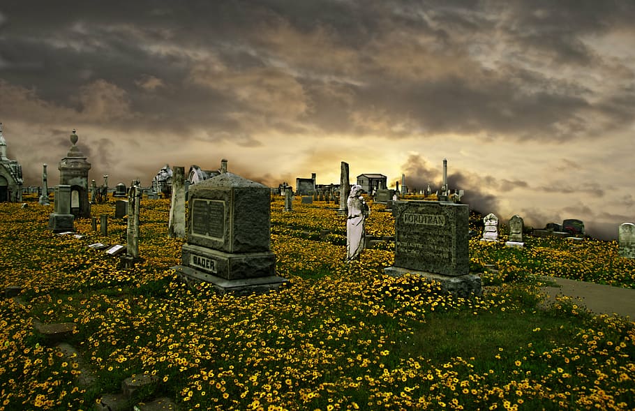 concrete tombstones surrounded with yellow flowers field under gray clouds, HD wallpaper