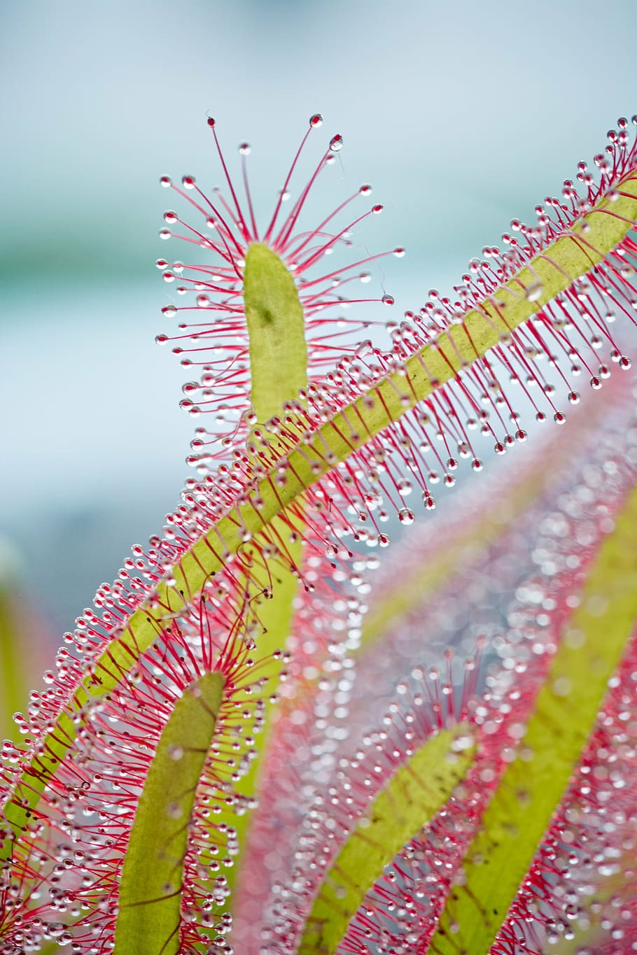 selective focus photography of yellow and pink plant, drosera capensis