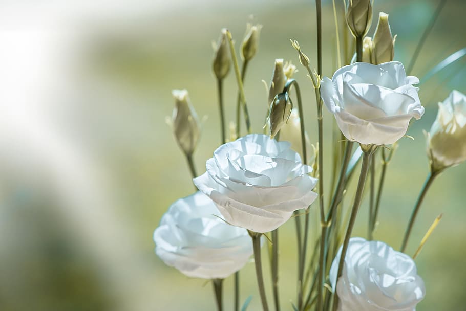 selective focus photo of white flowers, lisianthus, blossom, bloom, HD wallpaper