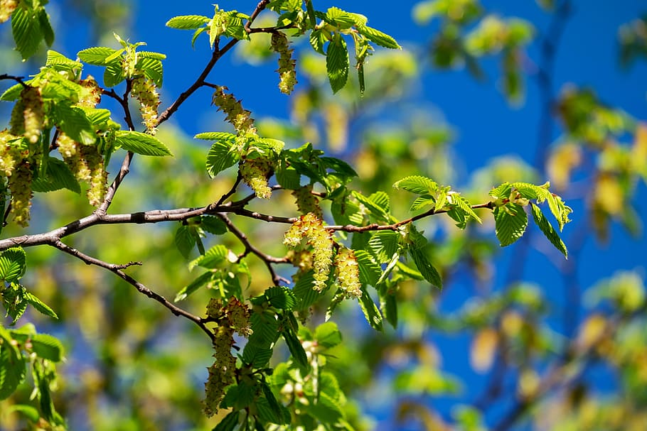 green leaves, hornbeam, tree, carpinus betulus, deciduous tree HD wallpaper