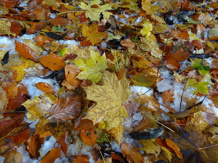 leaves, fall foliage, leaf, brown, autumn, fall color, ground HD wallpaper