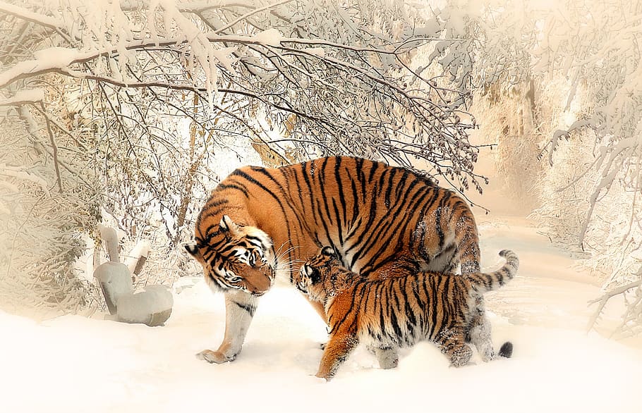 orange tiger and cub standing near bare tree covered with snow, HD wallpaper