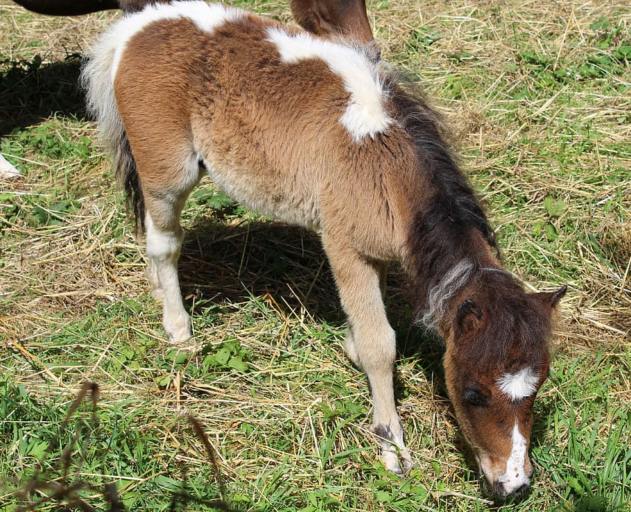 Pony, Equine, Mane, Brown, White, Animal, eat, feed, pre, mammal HD wallpaper