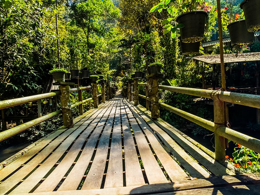 bridge, forest, nature, plant, tree, growth, wood - material HD wallpaper