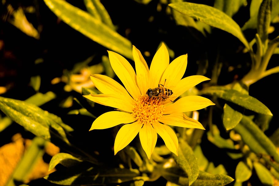 bee, flower, yellow, flowering plant, invertebrate, insect HD wallpaper