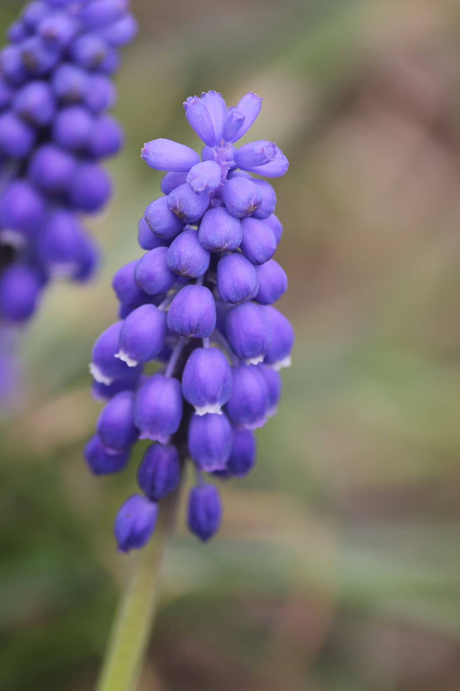 spring, flower, purple flower, flowering plant, fragility, beauty in nature HD wallpaper