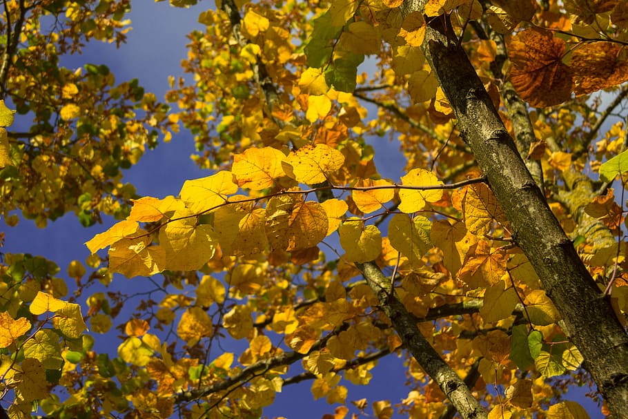 tree, yellow, brown, fall, colors, leaves, autumn, leaf, nature HD wallpaper