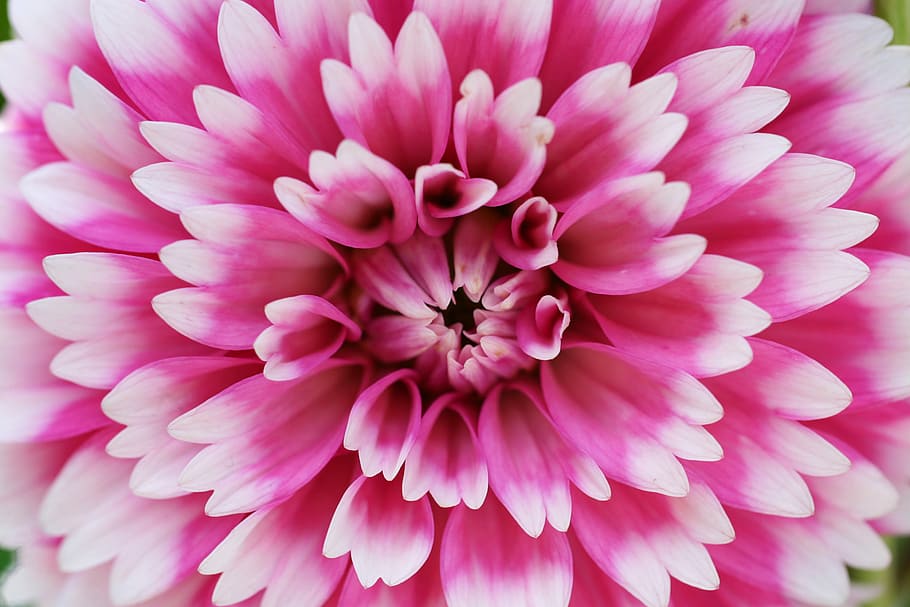 micro photography of pink flowers, closeup photo of pink petaled flower HD wallpaper