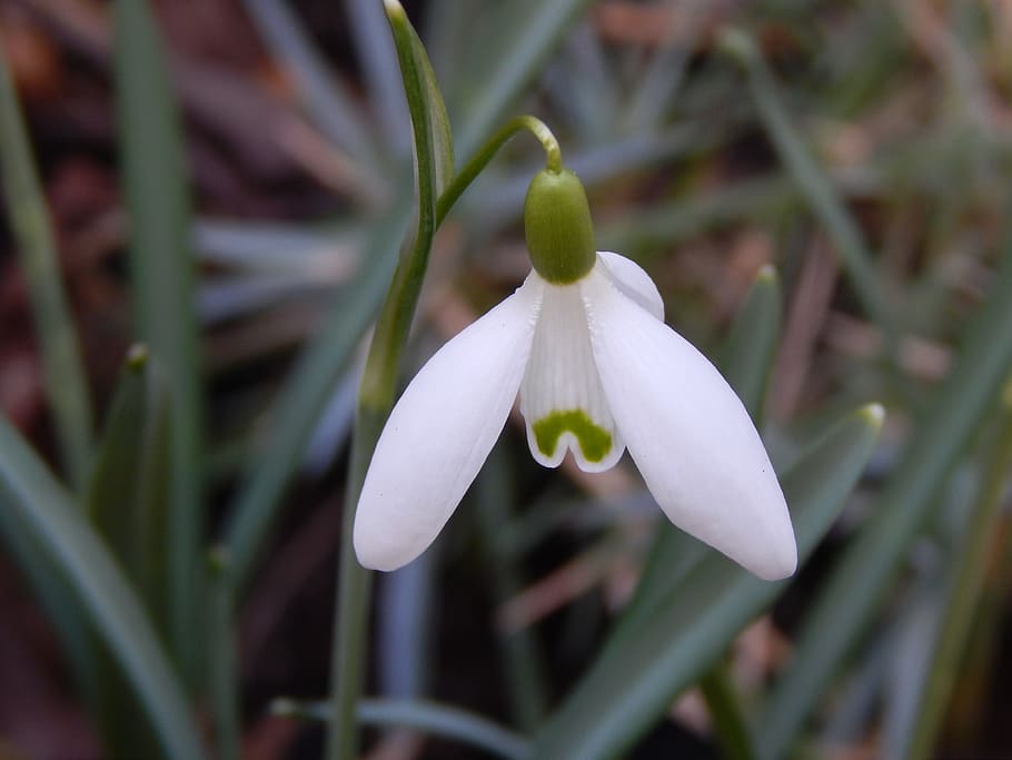 spring, flowers, white, green, plant, growth, flowering plant HD wallpaper