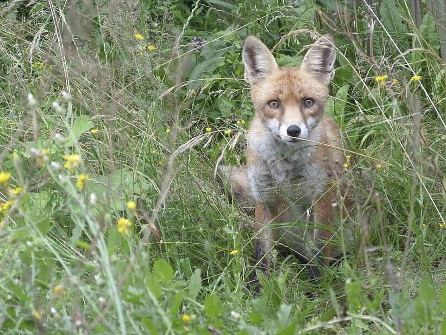 fuchs, animal, watch, one animal, animal themes, looking at camera HD wallpaper