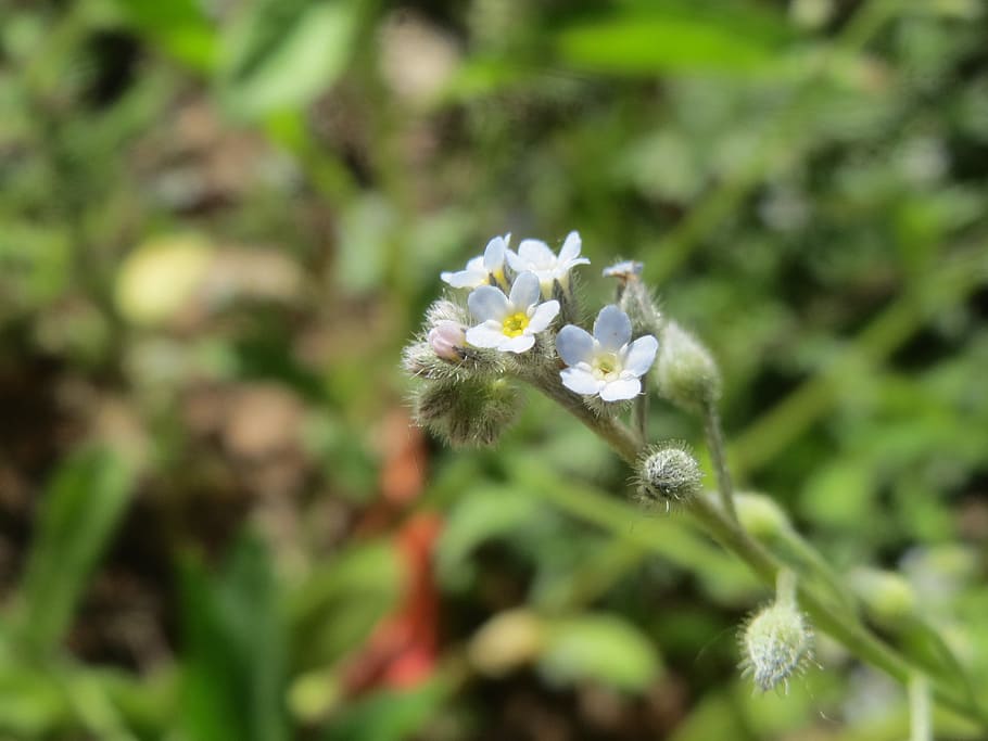 myosotis arvensis, field forget-me-not, wildflower, flora, botany