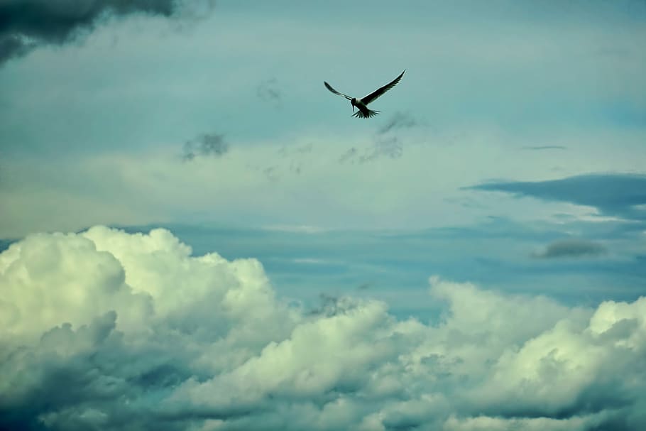 silhouette of flying bird, sky, nature, cloud, weather, dom HD wallpaper